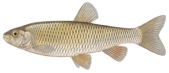 Pracovní list číslo 3 Naše ryby kaprovití Jedná se o rozsáhlou čeleď ryb z řádu máloostní.