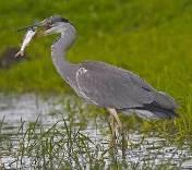 Slova v osmisměrce: krab, břehule, labuť, kachna, čejka, čáp, čírka, skorec, racek, bukač.. (tajenka) můžeme nejlépe pozorovat z mostu. Uvidíme ho, když jako šipka létá pod hladinu a zpátky.