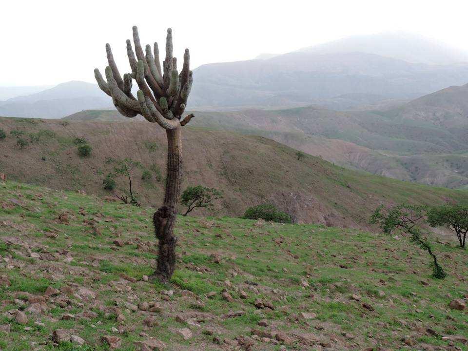 Browningia candelaris, HUALLHUA,