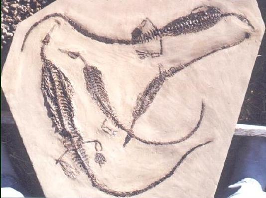 X. Amniota Mesosauria - malí sladkovodní, 1 m, jako krokodýli,
