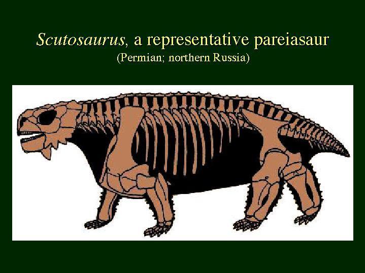 J Amerika Mesosauria ( ) Pareiasauria ( ) Testudines?