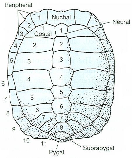 Carapax rohovinné