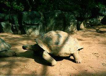 gigantea (Geochelone