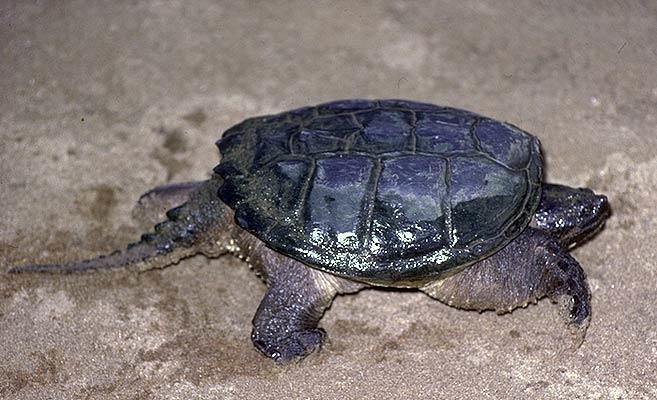 Macroclemys (2m) Chelydra