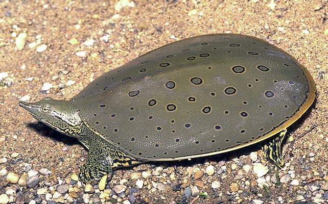 X. Amniota - Testudines Trionychidae kožnatkovití