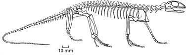 Eureptilia (Diapsida) : X. Amniota - Diapsida Petrolacosauria - 1.