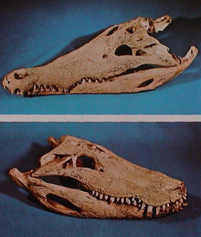 X. Amniota - Diapsida Crocodylia krokodýl Crocodylidae (13, Crocodylus, ) čtvrtý zub na dolní čelisti je při zavřené tlamě vidět, uzká zašpičatělá hlava, gastralia Alligatoridae (8, Alligator,