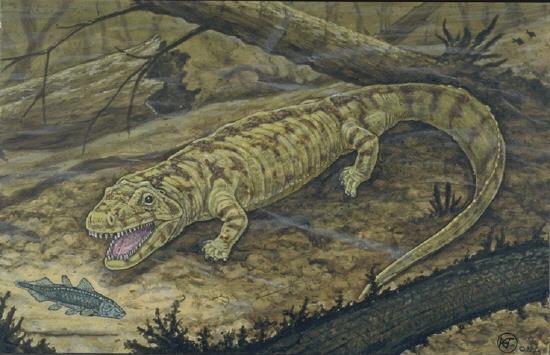 Anthracosauroidea: karbonské nálezy ve vrstvách antracitu, vodní i terestričtí Anthracosaurus X.