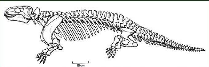 Seymouriomorpha: Seymour (Texas), terestričtí, 1 m, atlas+axis, monokondylní lebka, končetiny pod trupem, larva s