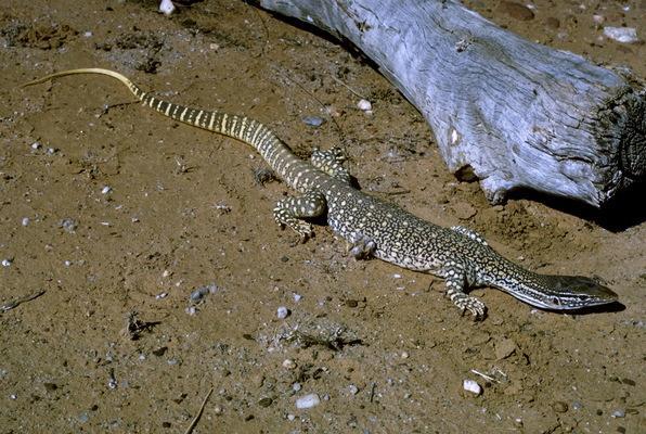 Varanus komodoensis - varan