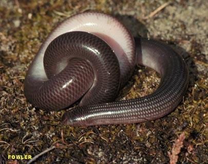 X. Amniota - Diapsida Serpentes (Ophidia) - hadi