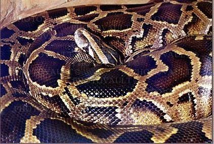 Pythonidae - krajtovití,