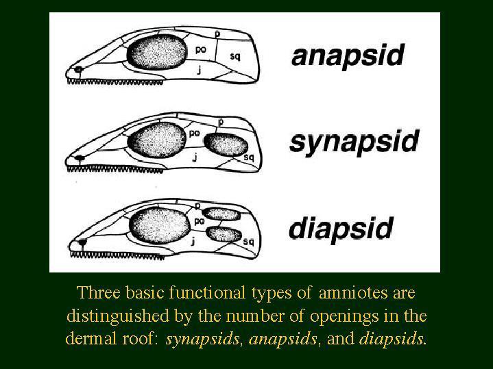 X. Amniota Typy lebek podle polohy spánkových jam a jařmových oblouků: