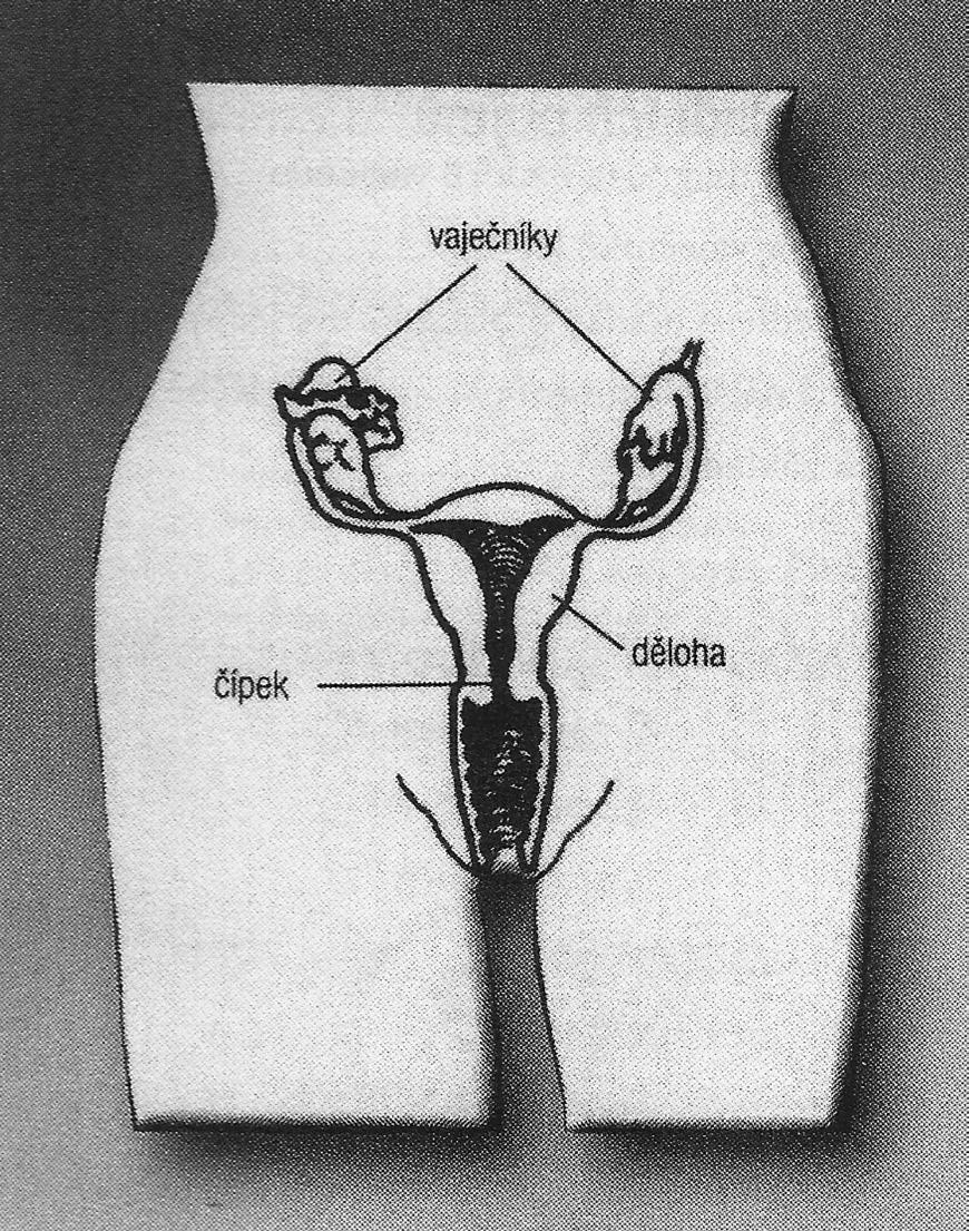 Co jsou vaječníky Vaječník (ovarium) je ženský párový orgán. Vaječníky jsou ulože ny při stěnách v malé pánvi, po obou stranách dělohy. Od dělohy k nim přiléhají vejcovody.