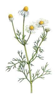 2.1 Heřmánek pravý (Matricaria chamomilla) Heřmánek pravý je rostlina, ve které bylo prokázáno mnoho léčivých látek.