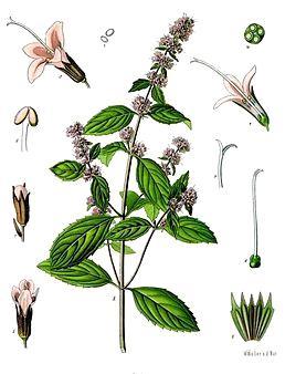 2.2 Máta peprná (Mentha piperita) Máta peprná patří mezi silně aromatické byliny. Hlavní složkou, kterou obsahuje je silice s mentolem. Ten dodává pocit chladivé svěžesti a znecitlivění.