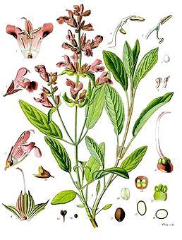 2.3 Šalvěj lékařská (Salvia officinalis) Šalvěj lékařská pochází z jižní Evropy a v Čechách se pěstuje převážně na zahradách. Používána byla již ve starověkém Egyptě.