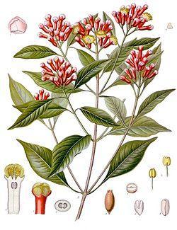 2.4 Hřebíčkovec kořenný (Syzygium aromaticum) Hřebíčkovec kořenný je stále zelený strom, z něhož se v lékařství využívá silice ze sušeného kalichu zvaná eugenol.