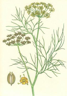 2.5 Fenykl obecný (Foeniculum vulgare) Fenykl obecný je dvouletou léčivou rostlinou, která má mnoho příznivých účinků. Ty byly využívány již ve starověku.