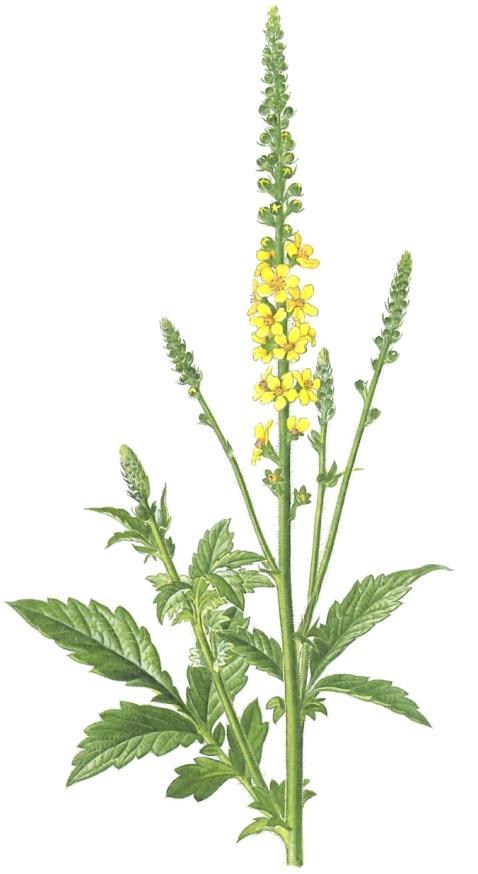 2.6 Řepík lékařský (Agrimonia eupatoria) Řepík lékařský je vytrvalá rostlina, která dorůstá výšky až 110 cm.