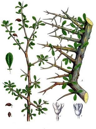 2.8 Myrhovník pravý (Commiphora momol) Myrhovník pravý patří mezi keře pěstující se v Indii. Jeho používanou částí v lékařství je pryskyřice vytékající z kmene této rostliny. Známá je jako myrha.