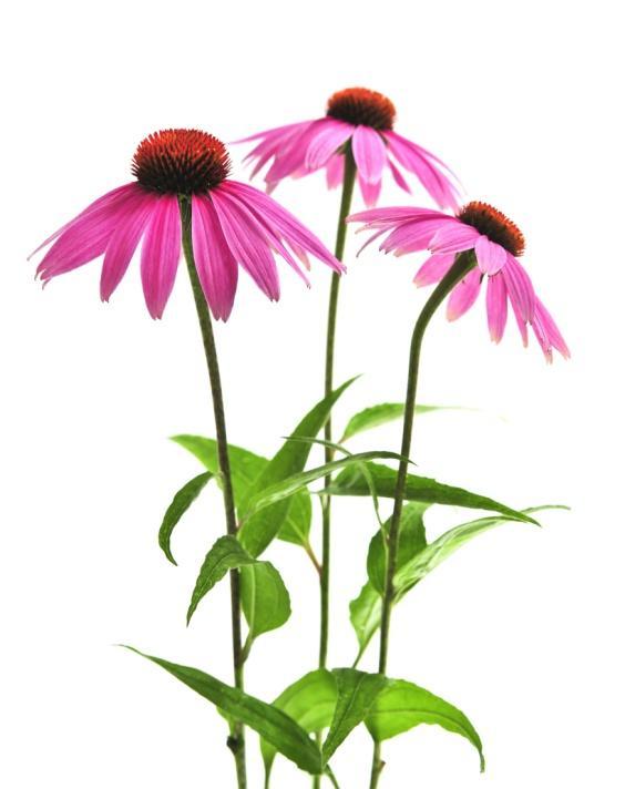 2.9 Třapatka nachová (Echinacea purpurea) Třapatka nachová je léčivá rostlina původem ze Severní Ameriky. V České republice je dnes snadno pěstována na zahradách.