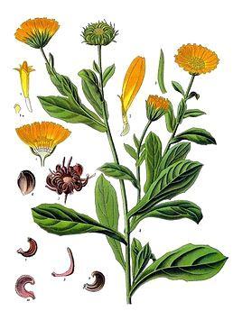 2.10 Měsíček lékařský (Calendula officinalis) Měsíček lékařský je původem z Orientu. Je to jednoletá bylina, obsahující oranžovočervená flavonoidní barviva.