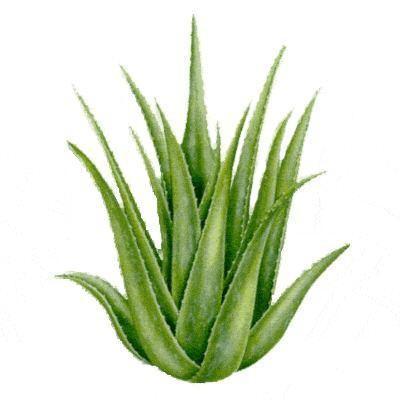2.12 Aloe pravá (Aloe vera) Aloe pravá je vytrvalá rostlina, která je u nás pěstována jako pokojová rostlina. Léčivé uplatnění nacházela již u středověkých bylinářů a sloužila k léčbě ran vojáků.