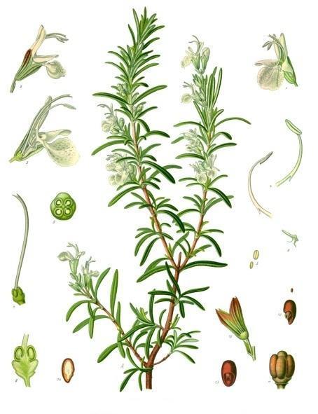 2.13 Rozmarýna lékařská (Rosmarinus officinalis) Rozmarýna lékařská je vytrvalý polokeř, který je původem ze Středomoří.