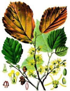 2.14 Vilín virginský (Hamamelis virginica) Vilín virginský je léčivá rostlina, která je původem ze Severní Ameriky. Jeho léčivé účinky využívali již Indiáni.