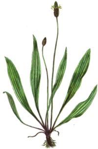 2.15 Jitrocel kopinatý (Plantago lanceolata) Jitrocel kopinatý je vytrvalá bylina, která je rozšířena po celé Evropě. Jeho latinské jméno je odvozeno od slova planta, což znamená chodidlo.