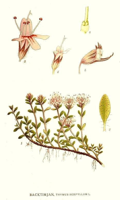 2.16 Mateřídouška úzkolistá (Thymus serpyllum) Mateřídouška úzkolistá je silně aromatický polokeřík s fialovými květy. Tuto rostlinu lze nalézt po celé Evropě.