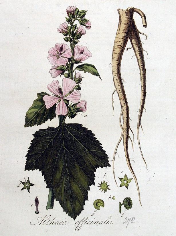 2.18 Proskurník lékařský (Althea officinalis) Proskurník lékařský je léčivá rostlina původem ze Středomoří. Obsahuje slizové látky, které jsou velmi významné.