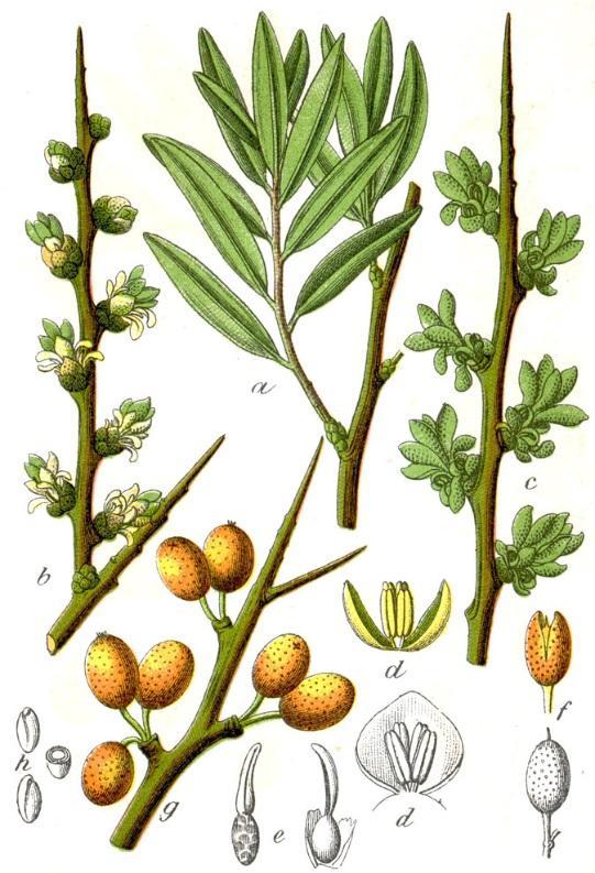 2.19 Rakytník řešetlákový (Hippophae rhamnoides) Rakytník řešetlákový je keř, který se vyskytuje v jižní Evropě. V České republice je pěstován spíše jako okrasná rostlina na zahradách.