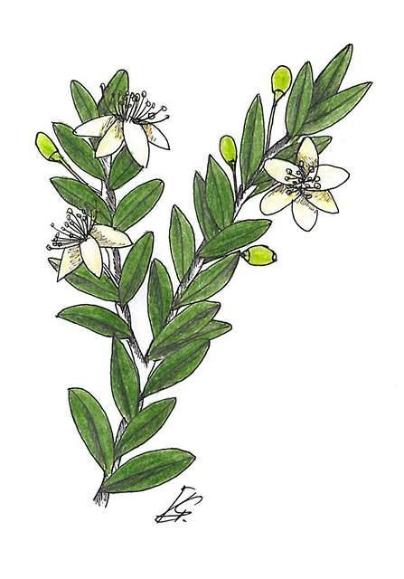 2.20 Myrta obecná (Myrtus communis) Myrta obecná je původem ze Středomoří. Dorůstá výšky 4 m, avšak v České republice je pěstována z důvodu chladného podnebí jako kbelíková rostlina menšího vzrůstu.