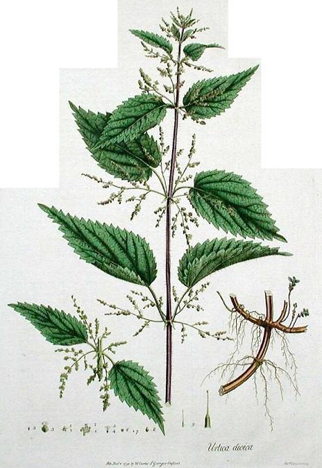 2.22 Kopřiva dvoudomá (Urtica dioica) Kopřiva dvoudomá je vytrvalá bylina, která je rozšířena po celé Evropě.