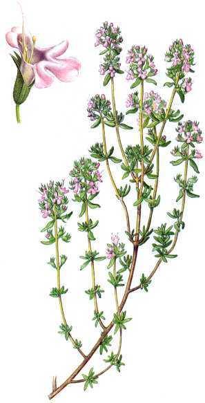 2.25 Tymián obecný (Thymus vulgaris) Tymián obecný je v České republice běžně dostupnou bylinou a je hojně využíván v gastronomii.
