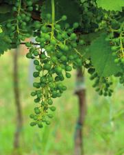 Tento efekt je z časti analogický mechanickému podrývaniu koreňov viniča v medziradí. byliny významne podporujú mykorhízne huby žijúce v symbióze s viničom.