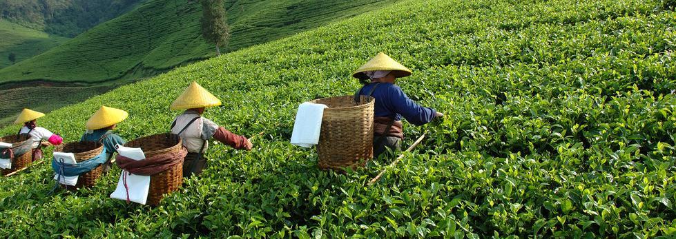 Polozelené čaje TAIWAN Wen Shan Bao Zhong* 110,- Ručně zpracovaný oolong velmi dobré kvality, silné a výrazné vůně, nálev velmi příjemné, silné a výrazné, harmonické, poměrně bohaté, charakteristicky