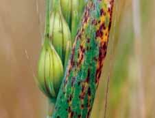 collo-cygni Fusarium spp.