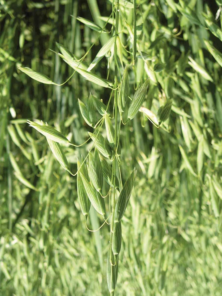 oves setý KERTAG - zástupce v ČR SELGEN a.s. - povolena v roce 2012 - polopozdní, pluchatá odrůda výborné krmné kvality - HTS 36 g, délka rostlin střední (105 cm), odolnost proti poléhání 5 - výsevek
