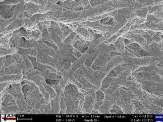 nanovláken in vitro při simulovaných podmínkách Nestab.