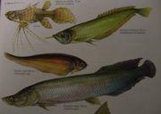 TELEOSTEI sladkovodní / mořské Teleostei 1: Osteoglossomorpha Euteleostei Osteoglossomorpha 220 arapaima, arowana, rypoun Elopomorpha 800 tarpon, úhoři, paúhoři,