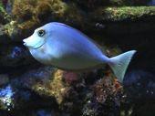 Typické ryby korálových útesů Klipkovití - Chaetodontidae (pestré, korál.
