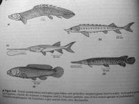 Actinopterygii recentní taxony Cladistia bichiři 11 spp. Af Chondrostei jeseteři 30 spp.