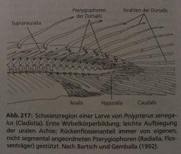 Bichir: ocasní ploutev difycerkní Jeseter: ocasní ploutev