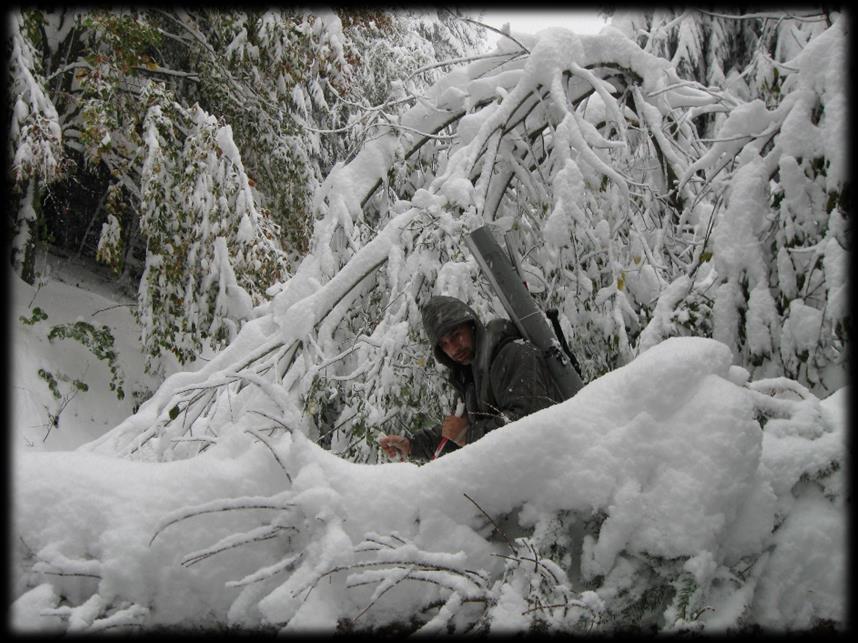 SNÍH: poškození porostu Škodlivý činitel Poškození porostu Rok 2006 2006 2010 2010 Stanoviště Porost Poškození/LHE živelná celkem živelná celkem Ohnutý 0,25** 0,25** 0,34*** 0,32*** Vrcholový 0,68***