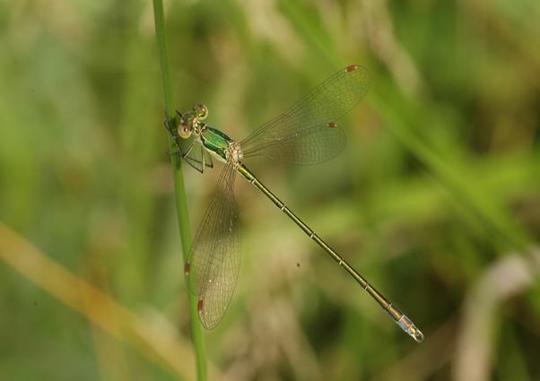 Lestes virens (Charpentier, 1825) Šídlatka zelená CS zranitelný (VU) Jde o teplomilný druh, který je vázaný na menší biotopy stojatých vod obvykle s dobře vyvinutou bažinnou vegetací.