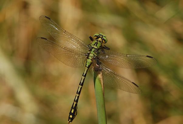 Ophiogomphus cecilia (Fourcroy, 1785) Klínatka rohatá CS ohrožený (EN) Druh obývající nížinné až podhorské řeky různé velikosti.