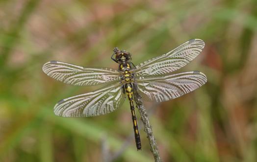 Leucorrhinia dubia (Vander Linden, 1825) Vážka čárkovaná CS zranitelný (VU) Druh se řadí k typickým rašeliništním druhům. Je charakteristický zejména pro vrchoviště, popř.